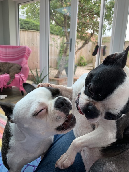 show me your dogs!