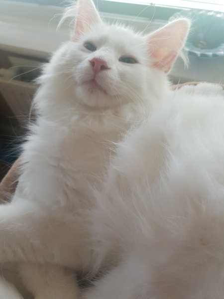 Photo thread for kittens!