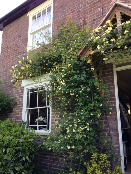 David Austin Rose Obsession