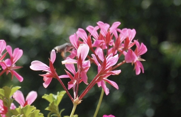What is this on my flowers