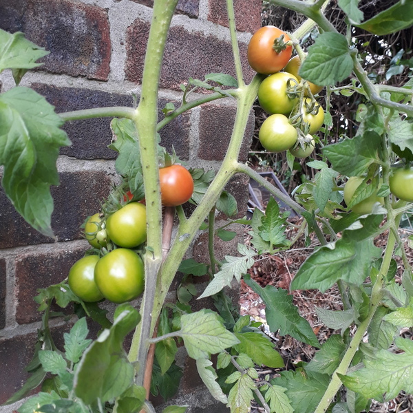 Allotment/Veg Patch Thread 16  Weather weirdness prevails !