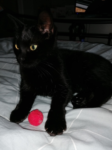 Favourite cat toys