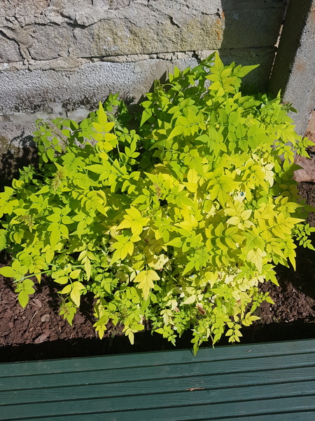 What plant is this please?