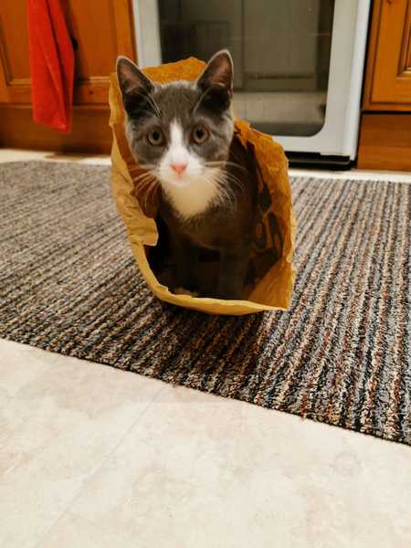 Kitten spam - pics attached and names needed!