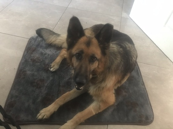 show me your dogs!