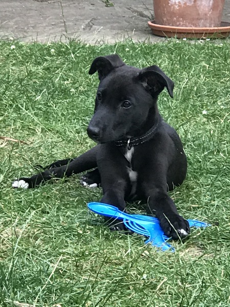 Puppy survival thread! July/August! Roll up!