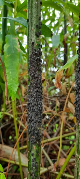 Willow aphids at plague levels
