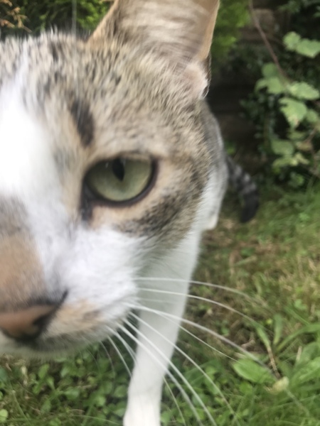 Rescue cat is terrified