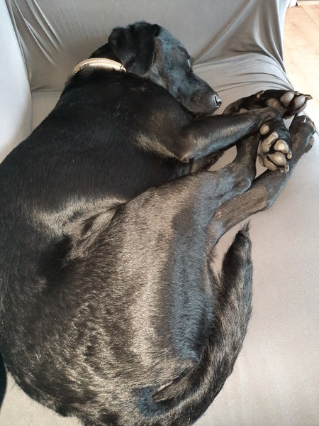 Aibu to ask for your stories on when your Dog/Cat hasn't behaved please?!