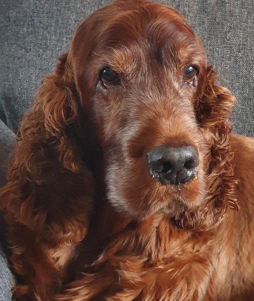 Red Setter or other?