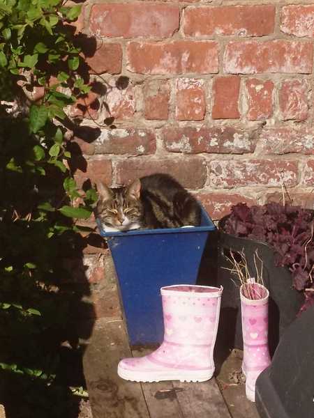 I think there might be a cat in the window