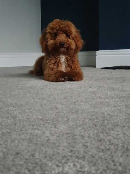 Anyone used ammonite Farrow & Ball paint