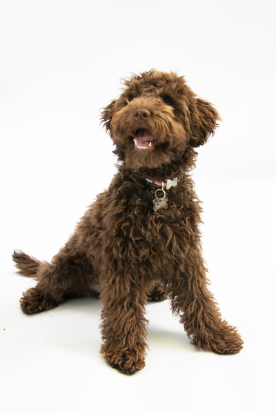 Puppy survival thread! July/August! Roll up!