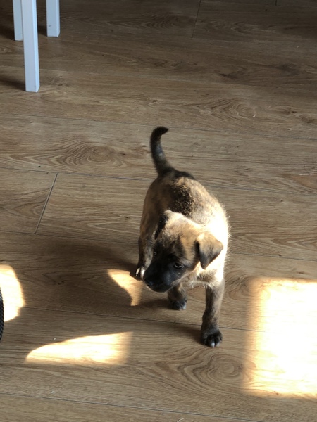 Puppy survival thread! July/August! Roll up!
