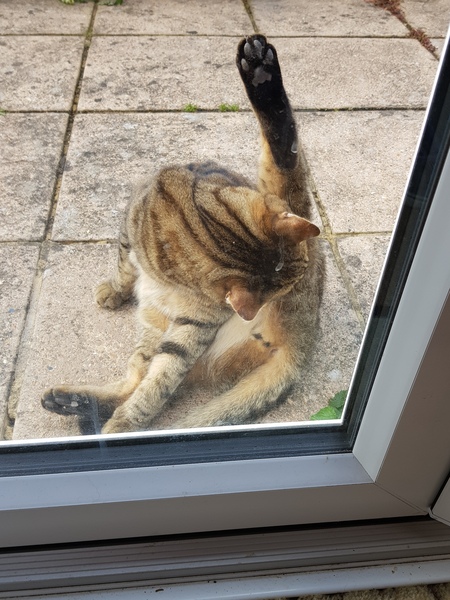 Thug cat part 3.  Unbidden guests are often welcomest when they are gone.