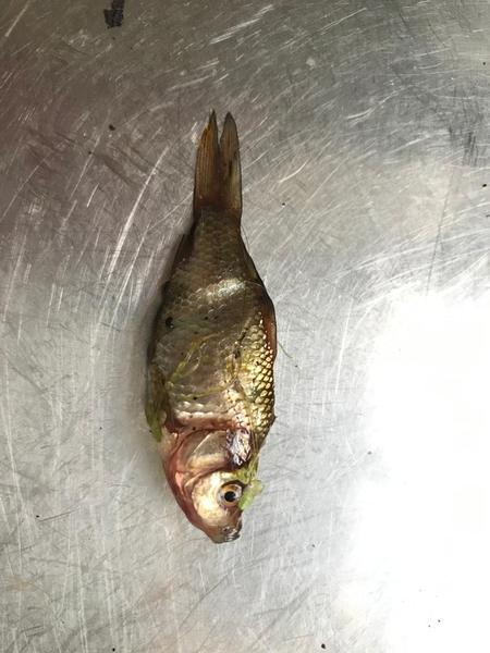 Garden pond - two recent fatalities - any idea why?
