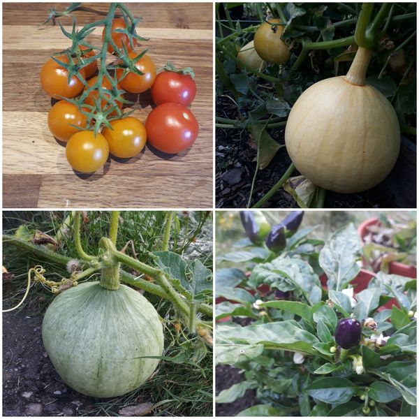 Allotment/Veg Patch Thread 16  Weather weirdness prevails !