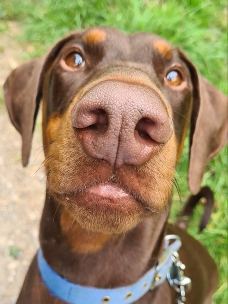 If you was to recommend a ‘guard dog’ which breed would it be?