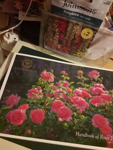 David Austin Rose Obsession