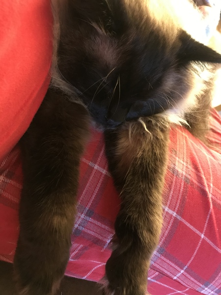 What's your DCat up to today? (Thread 8)