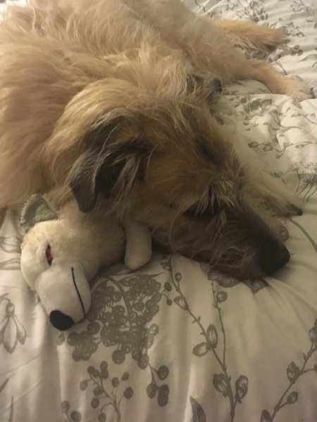 show me your dogs!