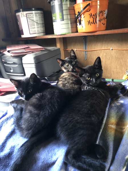 Cat spaying.