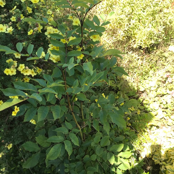 Tree or weed