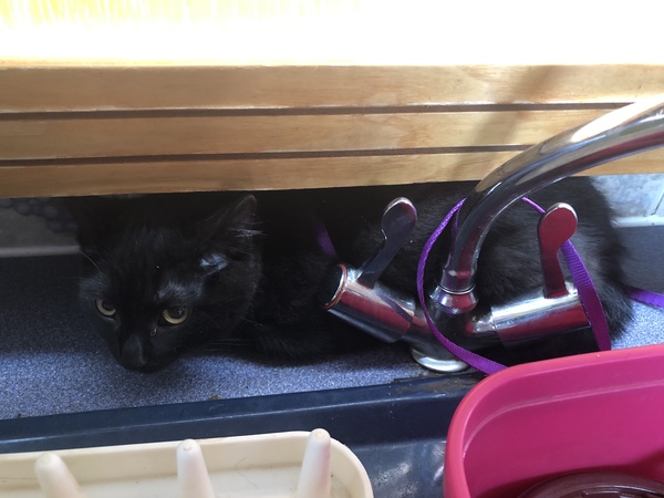 What's your DCat up to today? (Thread 8)