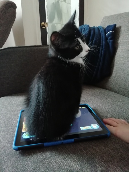 Photo thread for kittens!