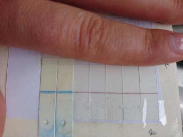 5 week old newborn and faint positive pregnancy test