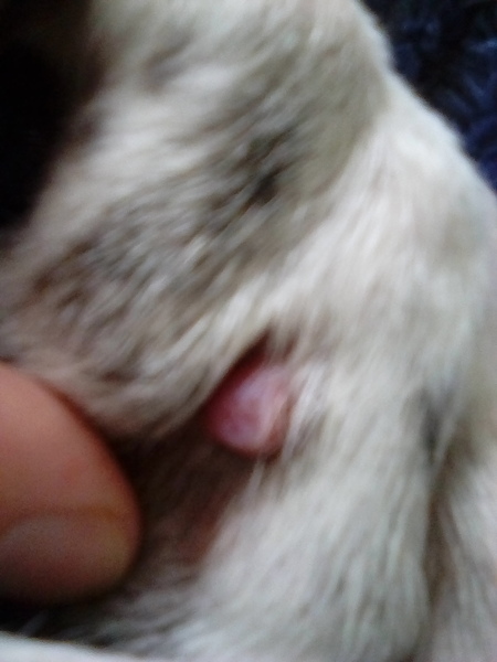 Is this a tick?