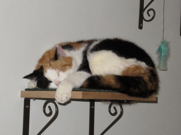 Height-loving cats - does anybody have cat shelves?