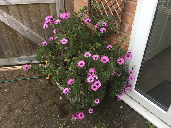 Container plants for very shady area