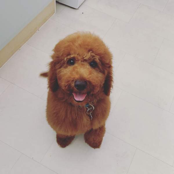 show me your dogs!