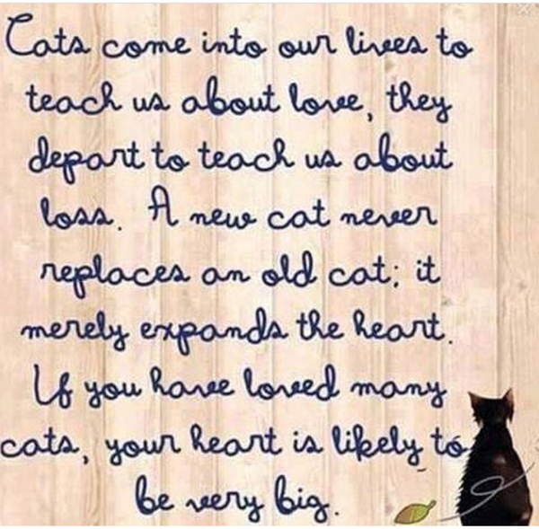 The Litter Tray Memorial Thread