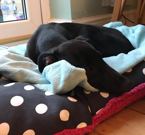 Puppy survival thread! July/August! Roll up!