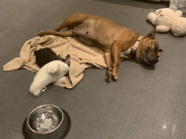 Puppy survival thread! July/August! Roll up!
