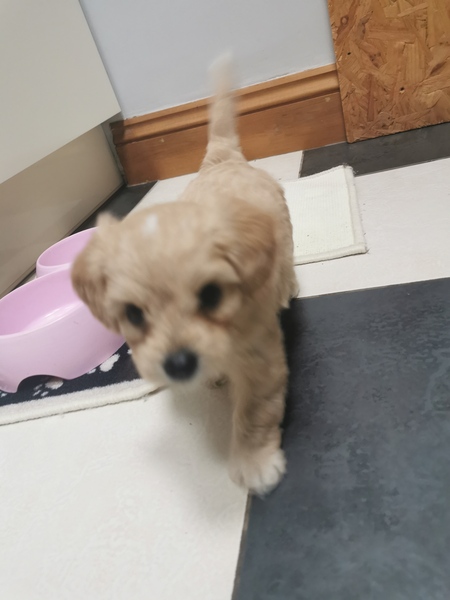 Any vets/dog owners