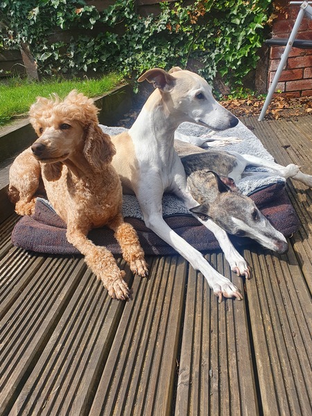 Experiences of (miniature) poodle ownership please?