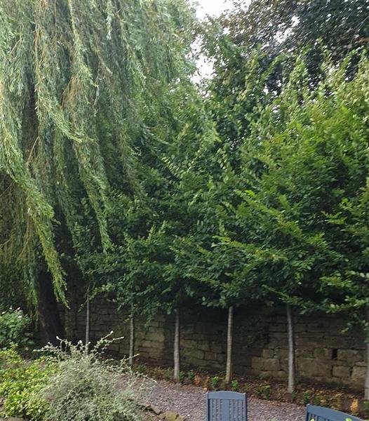 Tree pleaching / getting hornbeam to hold leaves over winter?