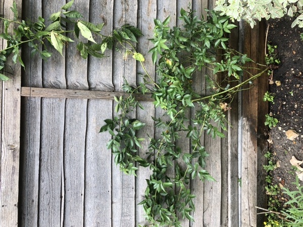 Why are my climbers not flowering?