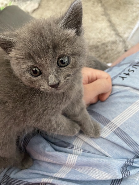 Photo thread for kittens!