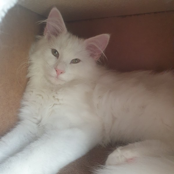 Photo thread for kittens!