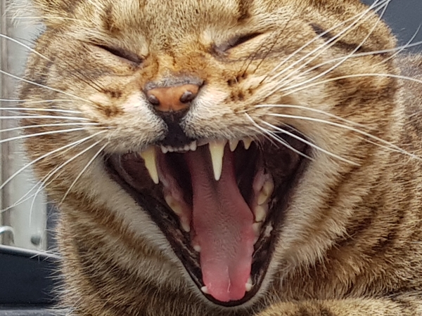Thug cat part 3.  Unbidden guests are often welcomest when they are gone.