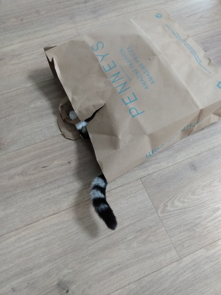 I think there might be a cat in the window