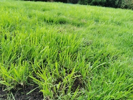 Any idea what is up with my lawn?