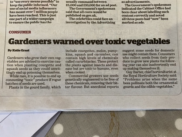 Is it safe to eat courgettes