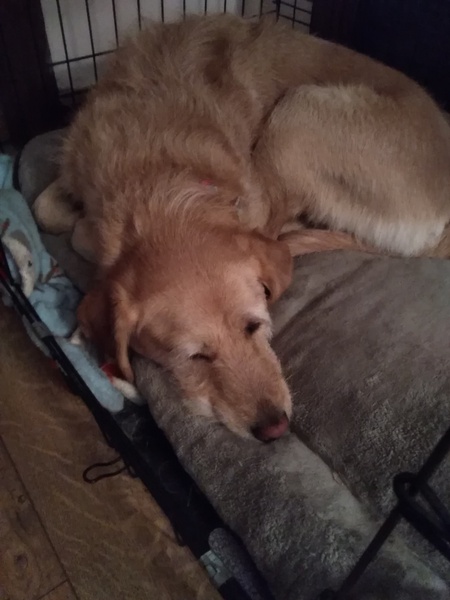 Puppy