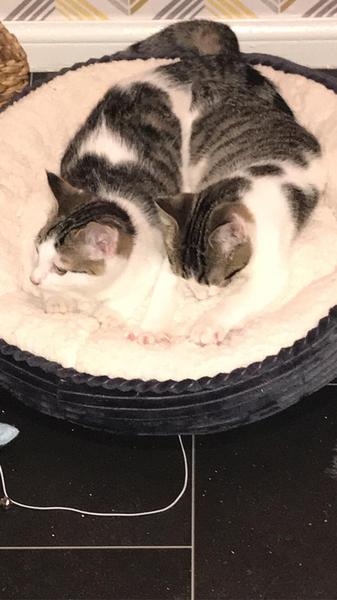 New kittens
