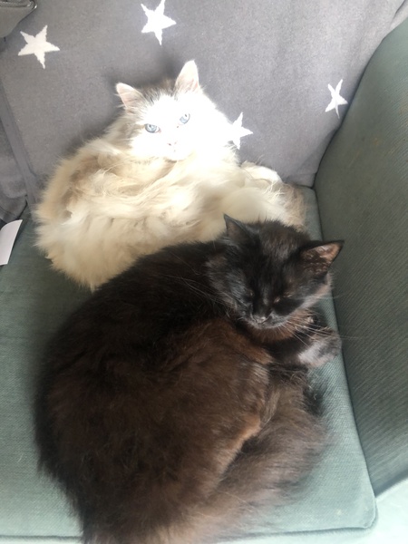 Photo thread for kittens!